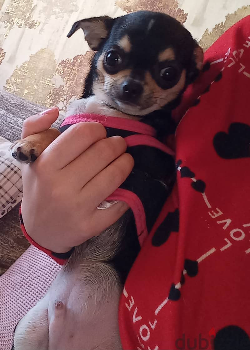 Male chihuahua 0