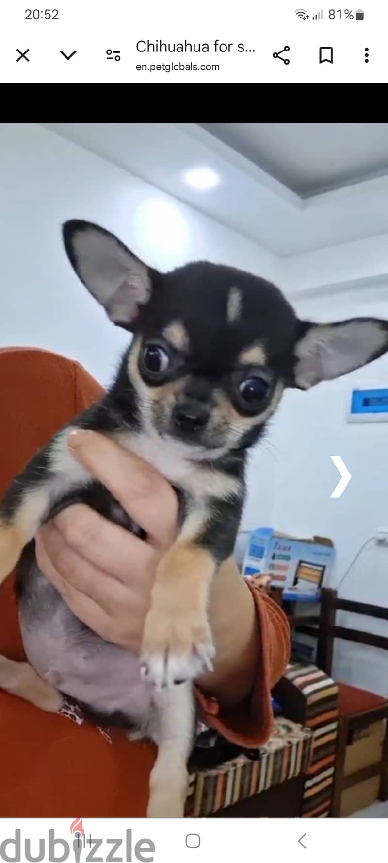 Male chihuahua 2