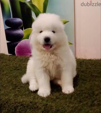 premium quality samoyed puppies