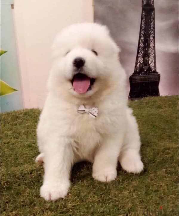 premium quality samoyed puppies 1