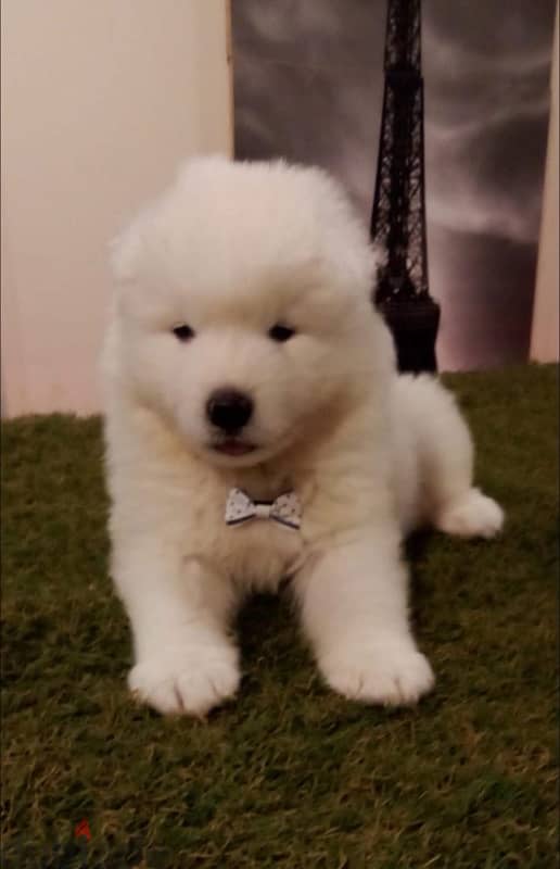 premium quality samoyed puppies 2