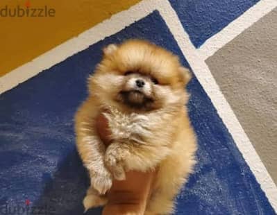 pomeranian puppies بومرنيان ولاد وبنات عندهم ٥٠ يوم للتبني