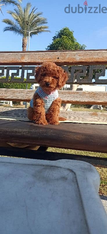 توي بودل toy poodle Dark red female