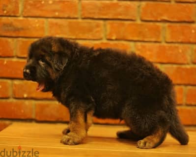 Male German shepherd puppies Female جرو جيرمن شيبرد ذكر ولد بنت انثي