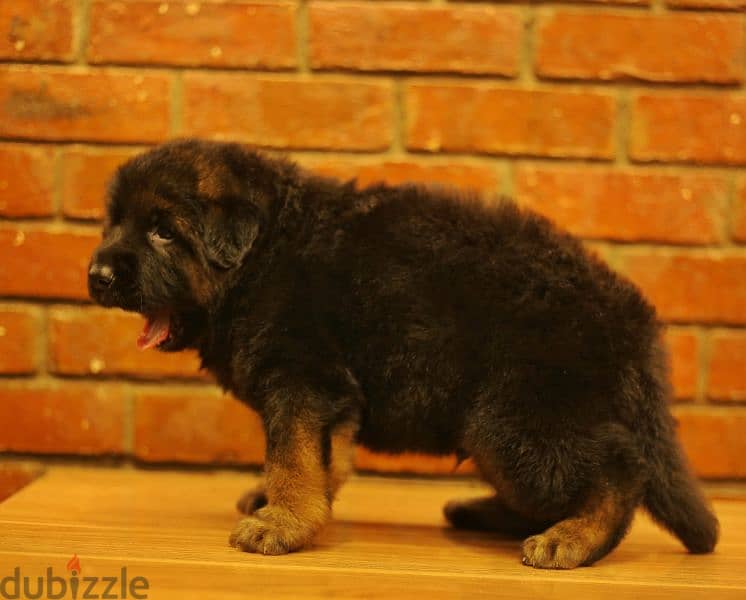 Male German shepherd puppies Female جرو جيرمن شيبرد ذكر ولد بنت انثي 0