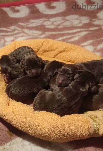 top quality of Labrador retriever puppies لابرادور