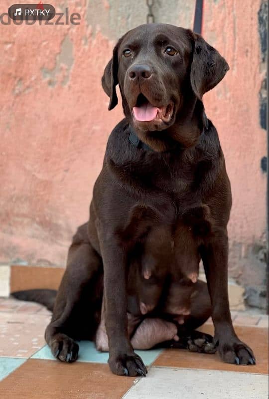 top quality of Labrador retriever puppies لابرادور 2