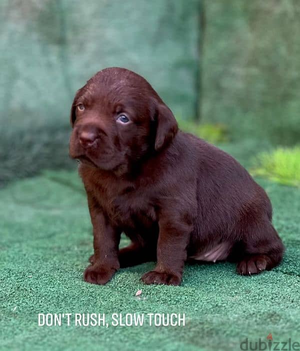 top quality of Labrador retriever puppies لابرادور 3