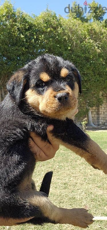 rott wieller puppies