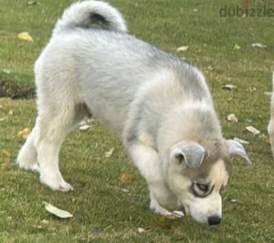 Pure Siberian Husky imported parents هاسكي سايبيري بيور أهل مستوردين