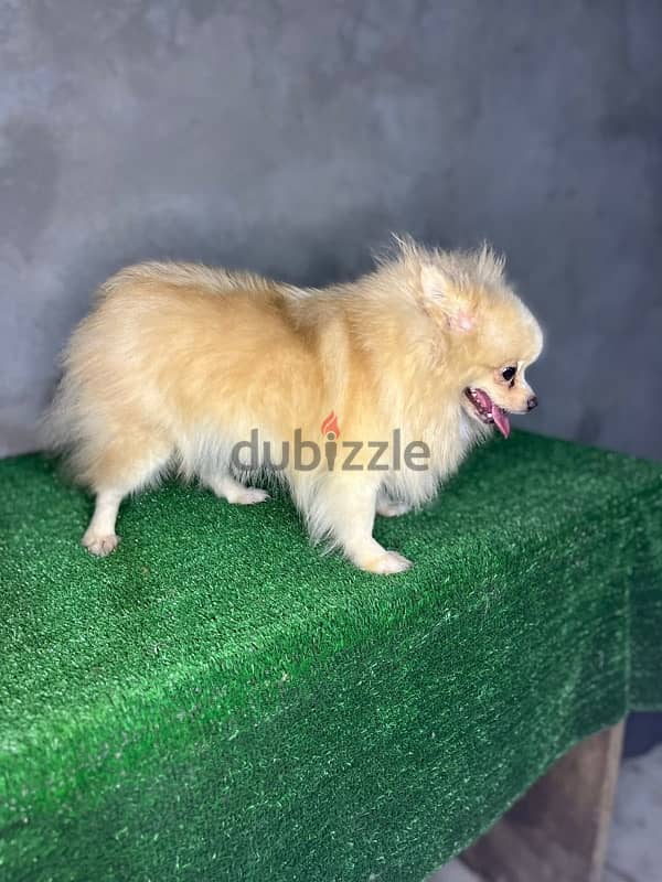 female pomirian for sale 3