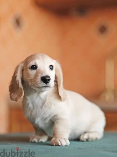 Cream longhaired dachshund puppy boy from Russia