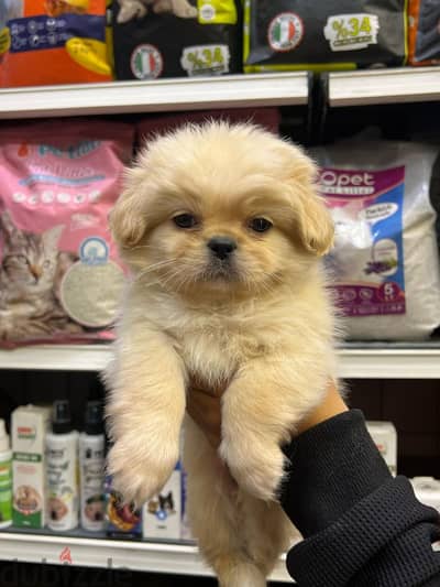 Havanese male puppy 45 days