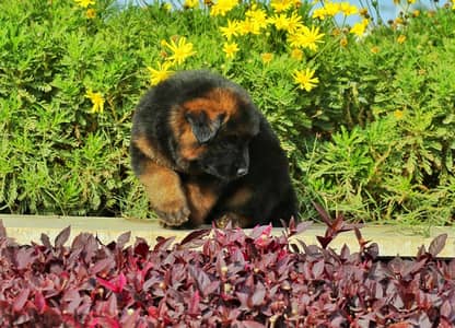 Male German shepherd puppies Female جراوي جيرمن شيبرد ذكر ولد بنت انثي