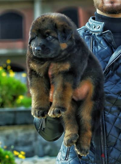 Male German shepherd puppies Female جراوي جيرمن شيبرد ذكر ولد بنت انثي