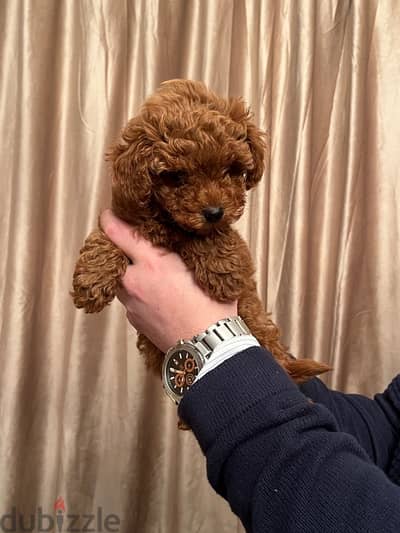 female mini poodle 4 months