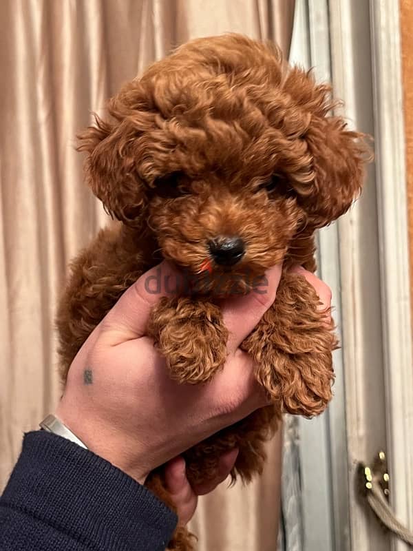 female mini poodle 4 months 1