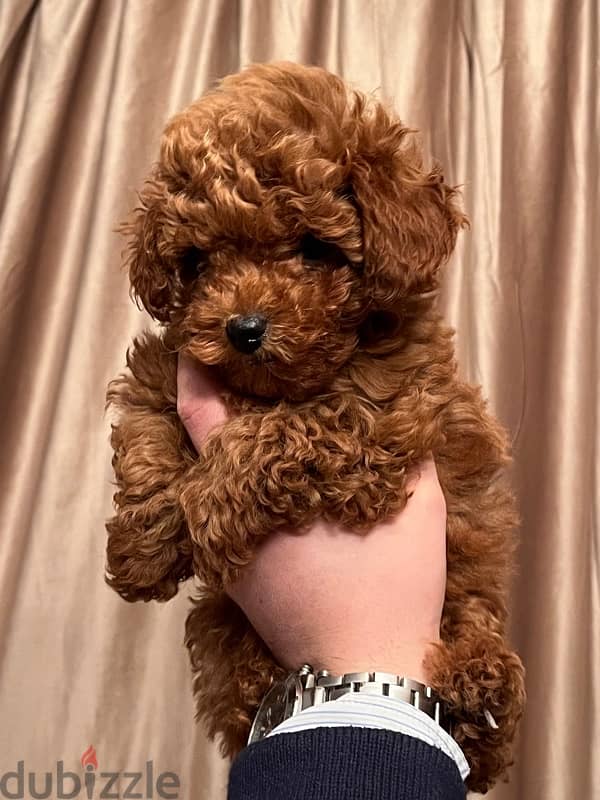 female mini poodle 4 months 2