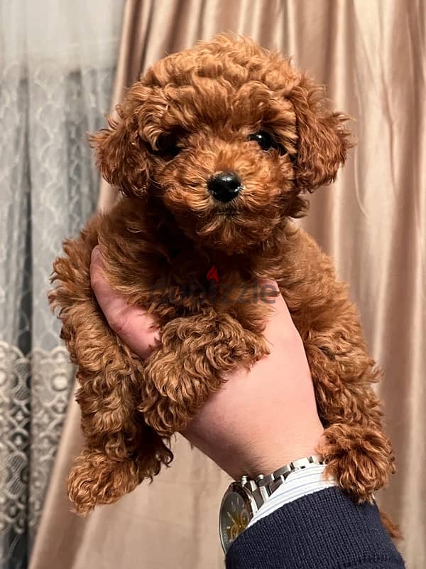 female mini poodle 4 months 4