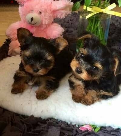 Yorkshire puppies mini FCI bloodlines  يوركشاير مينى  يورك شاير