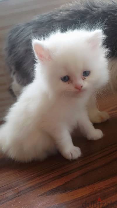 Pure white Persian kitten, one month old, for sale.