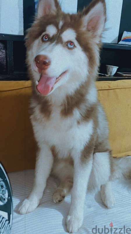 Pure Siberian Husky Dog 1