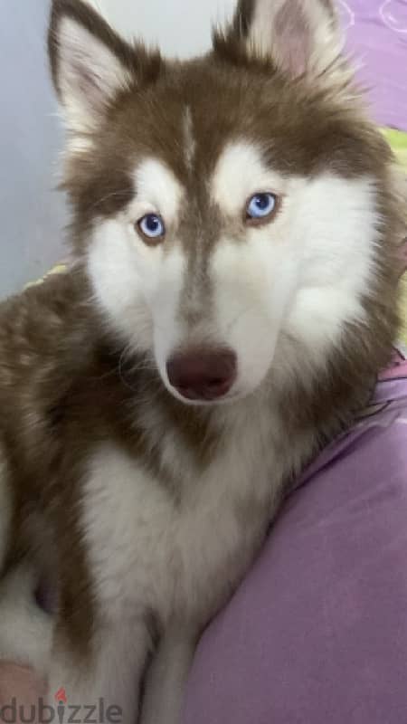 Pure Siberian Husky Dog 2