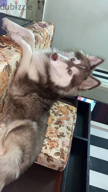 Pure Siberian Husky Dog 7