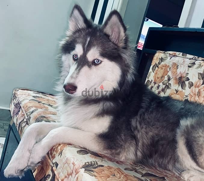 Pure Siberian Husky Dog 8