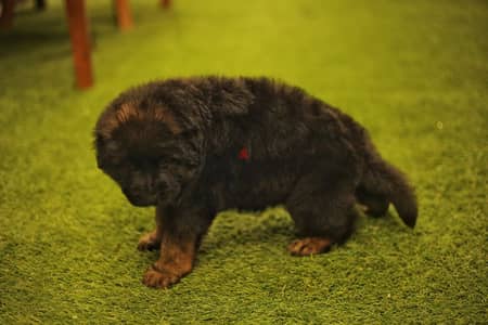 Male German shepherd puppies Female جراوي جيرمن شيبرد ذكر ولد بنت انثي