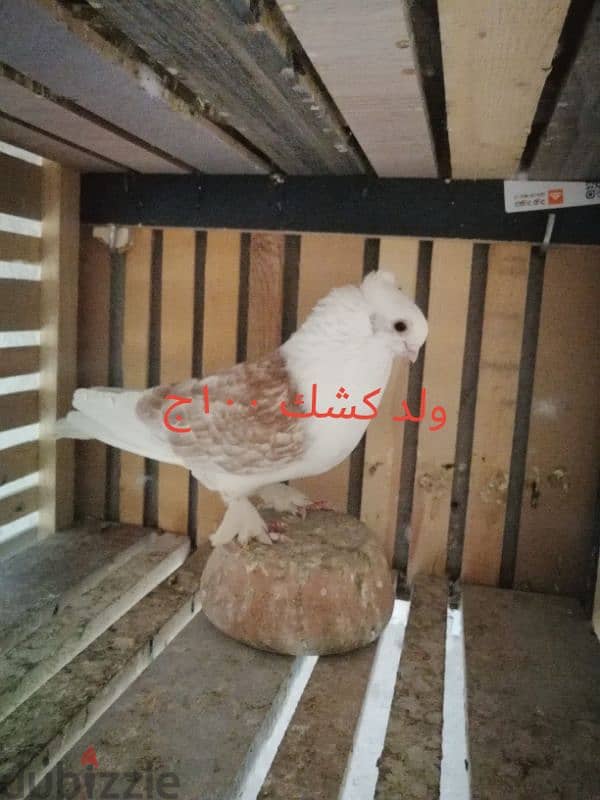 حمام للبيع 4