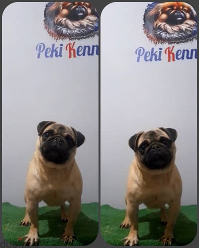 female pug for sale انثي بج للبيع