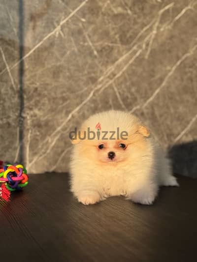 Pomeranian puppy male