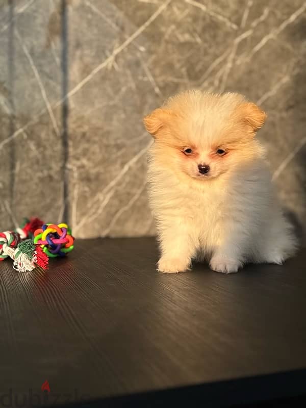 Pomeranian puppy male 1