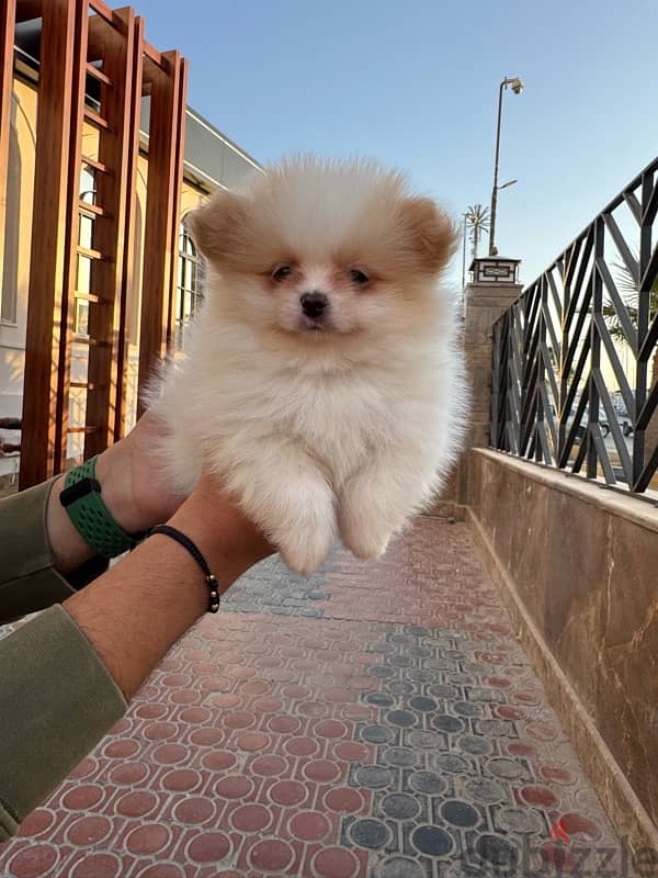 Pomeranian puppy male 2