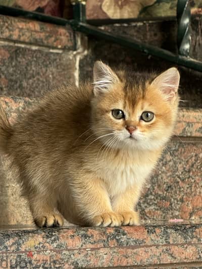 British  shorthair gold