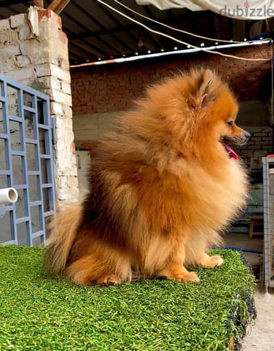 اجمل بنتين بومرنيان Pomeranian