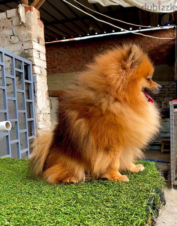 اجمل بنتين بومرنيان Pomeranian 0