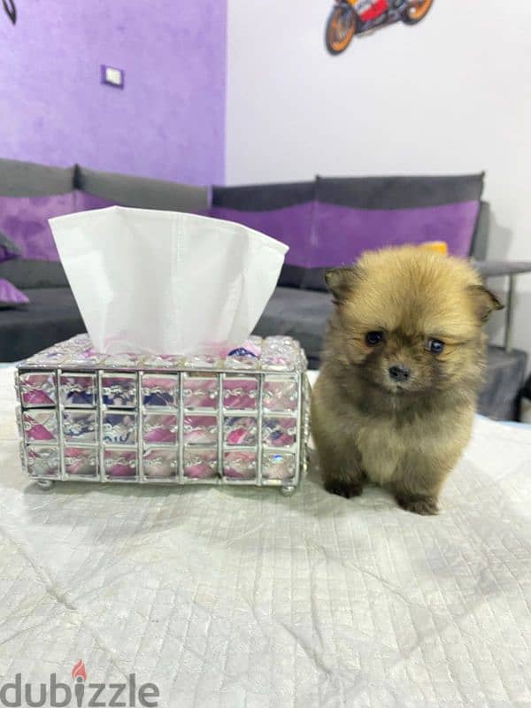 اجمل بنتين بومرنيان Pomeranian 1