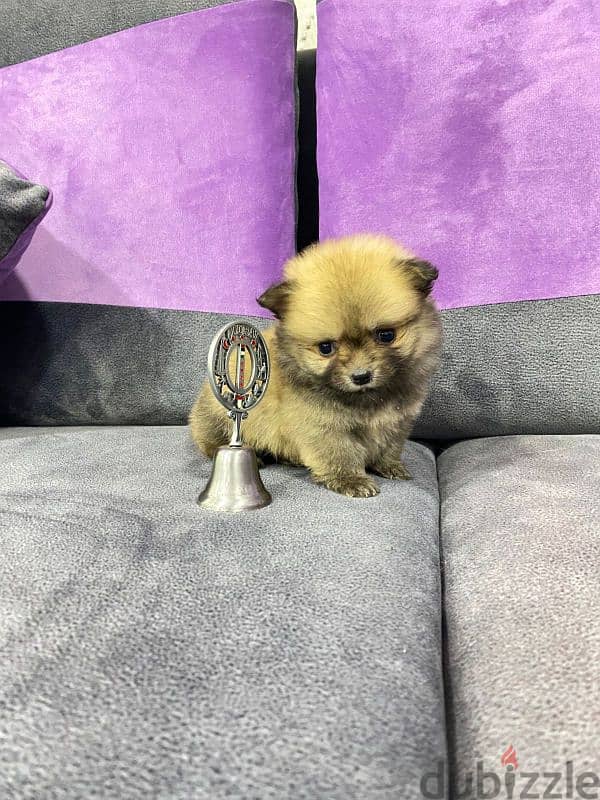 اجمل بنتين بومرنيان Pomeranian 2