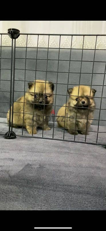 اجمل بنتين بومرنيان Pomeranian 3