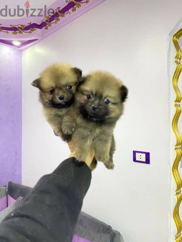 اجمل بنتين بومرنيان Pomeranian 4