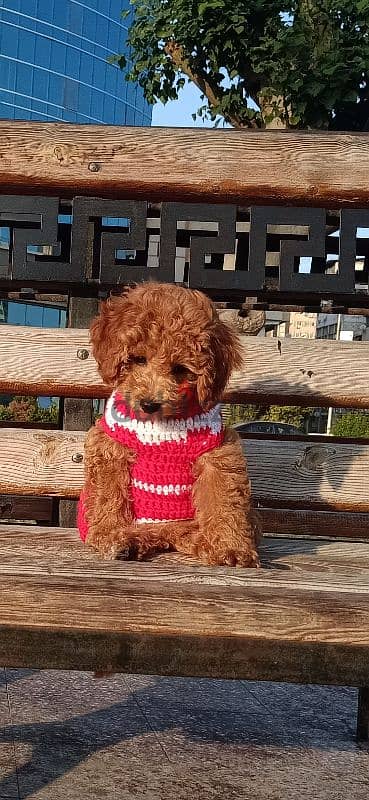 بودل toy poodle female