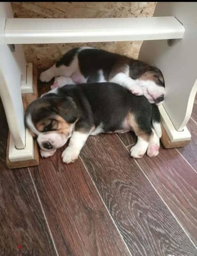 Puppy beagle