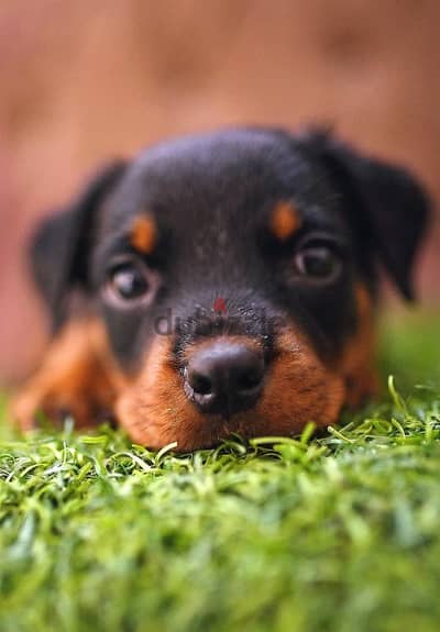 جراوي روت وايلر الماني Rottweiler male & female