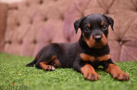 جراوي روت وايلر الماني Rottweiler male & female