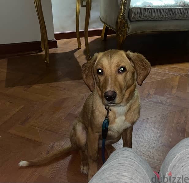 6 month old female Labrador Retriever 1