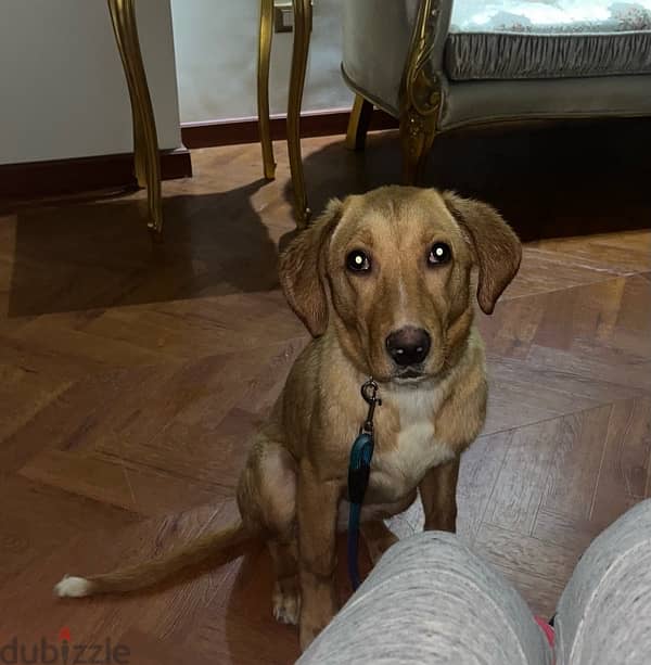 6 month old female Labrador Retriever 2