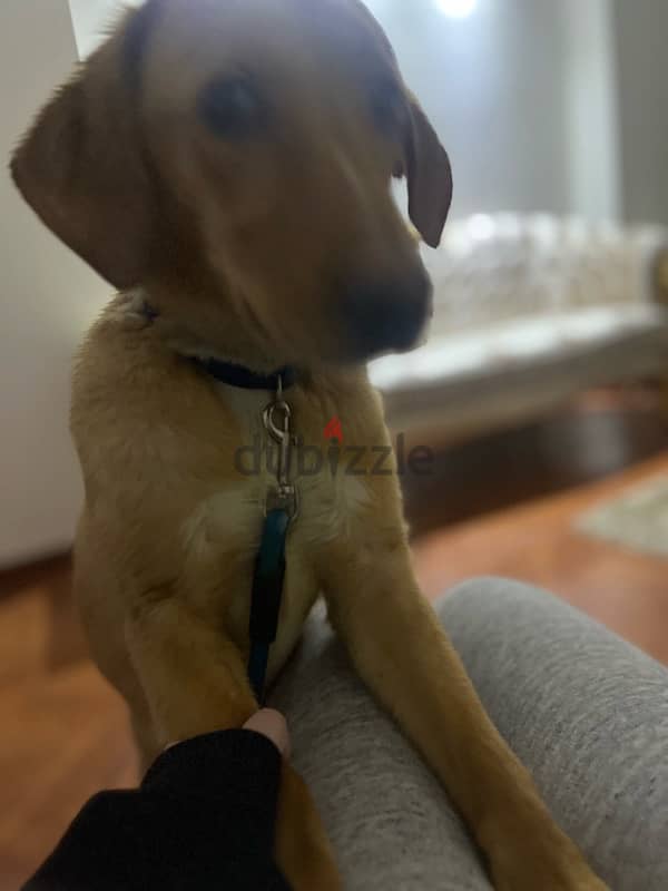 6 month old female Labrador Retriever 3