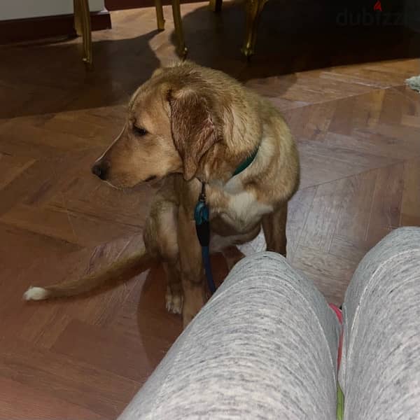 6 month old female Labrador Retriever 4